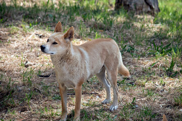 Naklejka na ściany i meble the golden dingo is looking out for danger