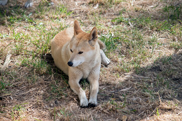 Naklejka na ściany i meble the golden dingo is resting on the grass