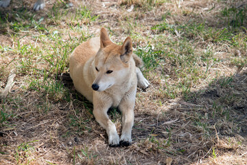 the golden dingo is resting on the grass