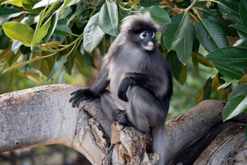 the dusky leaf monkey is sitting on a tree branch
