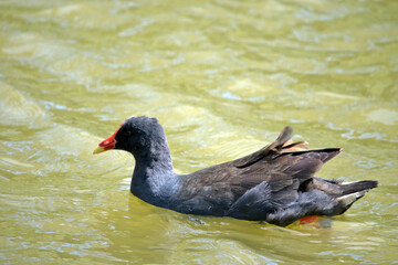 this is a side view of a dusky moorhen