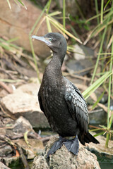 the little black cormorant is perched on rocks