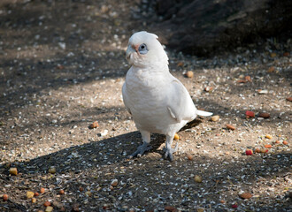 Fototapeta premium the little corella is eating a seed