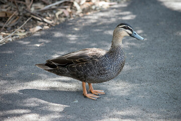 this is a sideview of a pacific black duck