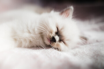Adorable white ragdoll kittens sleeping on a blanket