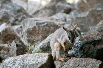 this is a joey yellow footed rock wallaby