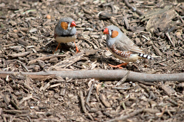 the two zebra finch are searching the wood chips for food