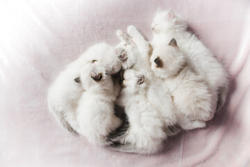 Adorable white ragdoll kittens sleeping on a blanket