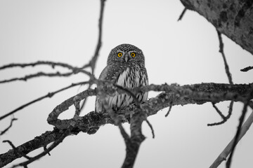 Owl on a branch. Northern Pygmy Owl (Glaucidium californicum) perched on a tree branch in a forest wildlife background. Bright yellow owl eyes selective color. Birds of prey and owl hunting for food