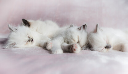 Adorable white ragdoll kittens sleeping on a blanket