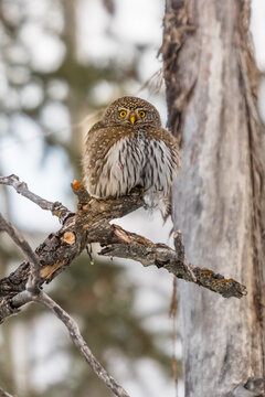 Owl on branch. Northern Pygmy Owl (Glaucidium californicum) perched on a tree branch in a forest wildlife portrait. Birds of prey and owl hunting for food