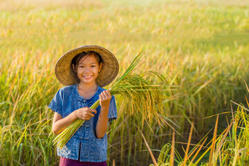 Farmer girl The rice is being harvested in the fields