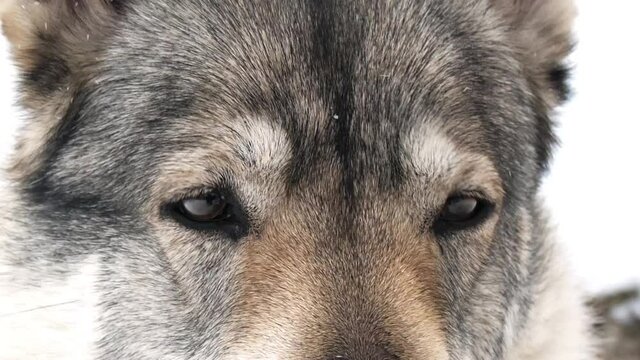 Глаза волка крупным планом в зимнем лесу