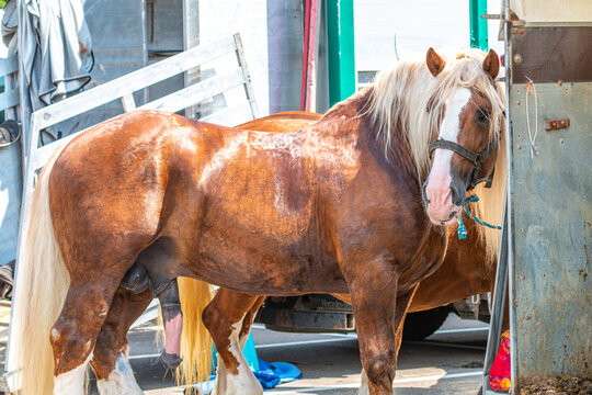 Pferdemarkt_Ludwigsburg_2018_Hengst_erektion