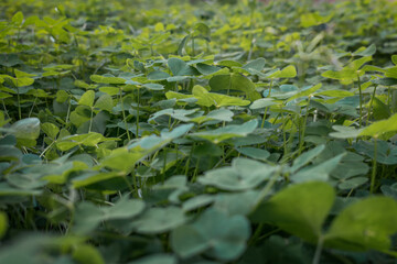 leaves in the garden