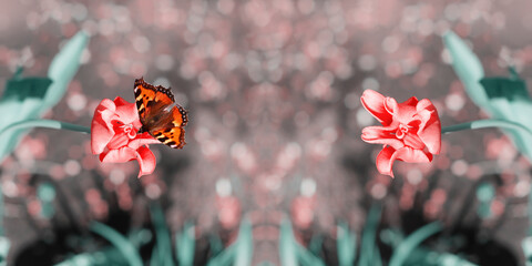 Widescreen defocused background with pink tulips and butterfly. Art design, banner