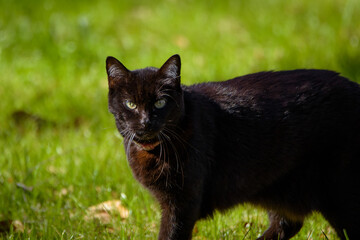 Close Up Of Cat Walking Across Yard-6666