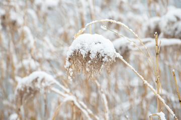 The reeds covered with snow