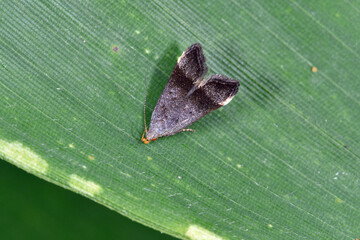 サクラキバガ（北海道・鶴居村）
