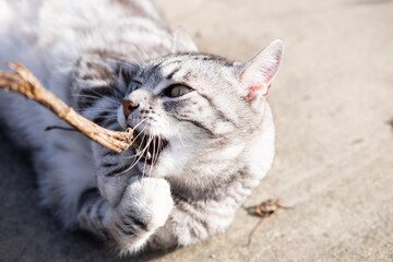 Naklejka na ściany i meble A tabby cat playing a wooden stick