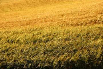 Obraz premium Corn fields within Restormel Manor grounds