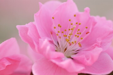 Obraz na płótnie Canvas 桃の花