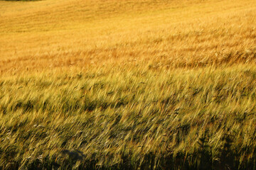 Corn fields within Restormel Manor grounds