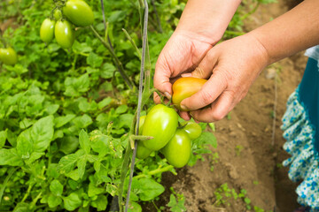 Solanum lycopersicum - Woman's hands harvesting organic tomatoes from greenhouse