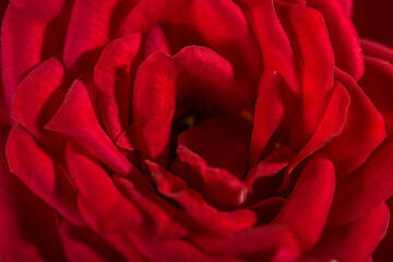 Naklejka premium Red rose macro, garden bush flower. Close-up with a shallow depth of field.