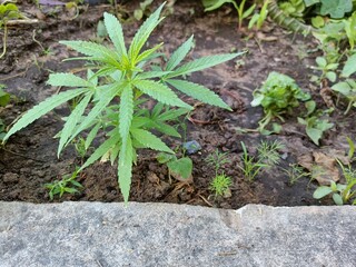 The vegetative stage of marijuana, Indian hemp herb plant.
