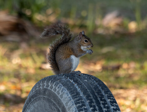 Squarrel Sitting on tire going no where depicting no travel during corona days