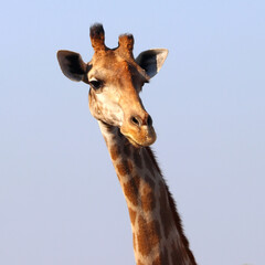Obraz premium closeup of african giraffe