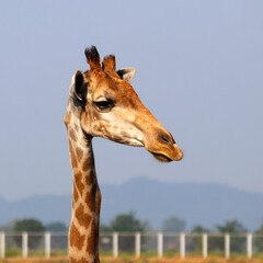 Fototapeta na wymiar closeup of african giraffe