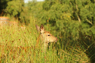Deer around Eagle Brae in Scotland