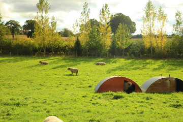 Livestock on a farm in Hertfordshire 