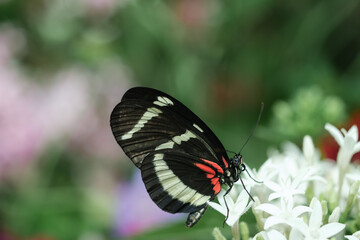 Obraz na płótnie Canvas Orange and black butterfly closeup at the zoo