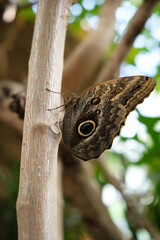 Butterfly closeup at  the zoo in San Diego