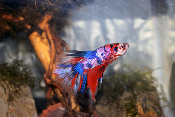 Obraz premium Halfmoon Koi Betta in the aquarium.