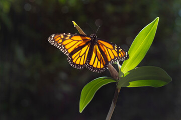 Monarch butterfly (danaus plexippus) showing off its beautiful and delicate wings, backlit by the morning sun