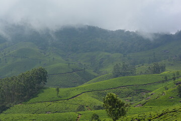 Tea plantation and cloudy mountains