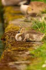 Portrait of little yellow goslings (baby goose) swimming, walking, sitting, and eating on the green grass and flowers by the water
