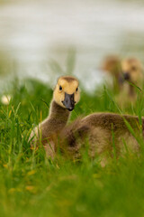 Fototapeta premium Portrait of little yellow goslings (baby goose) swimming, walking, sitting, and eating on the green grass and flowers by the water