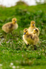 Portrait of little yellow goslings (baby goose) swimming, walking, sitting, and eating on the green grass and flowers by the water