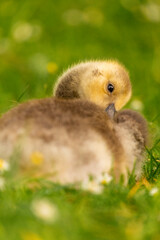 Portrait of little yellow goslings (baby goose) swimming, walking, sitting, and eating on the green grass and flowers by the water