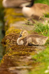 Portrait of little yellow goslings (baby goose) swimming, walking, sitting, and eating on the green grass and flowers by the water