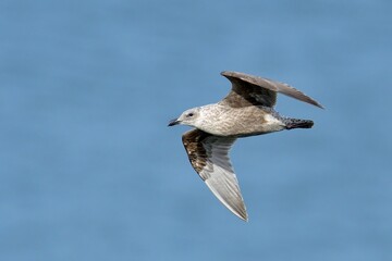 海をバックに悠然と飛ぶカモメ