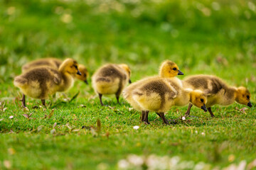 Portrait of little yellow goslings (baby goose) swimming, walking, sitting, and eating on the green...