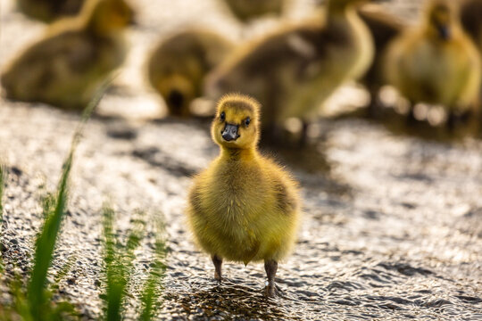 Portrait of little yellow goslings (baby goose) swimming, walking, sitting, and eating on the green grass and flowers by the water