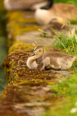 Portrait of little yellow goslings (baby goose) swimming, walking, sitting, and eating on the green grass and flowers by the water