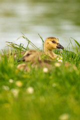 Portrait of little yellow goslings (baby goose) swimming, walking, sitting, and eating on the green grass and flowers by the water